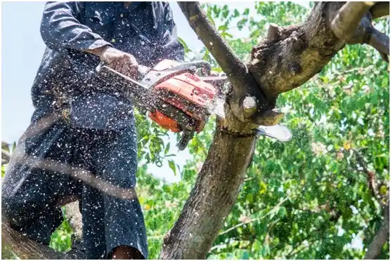 tree services Laramie